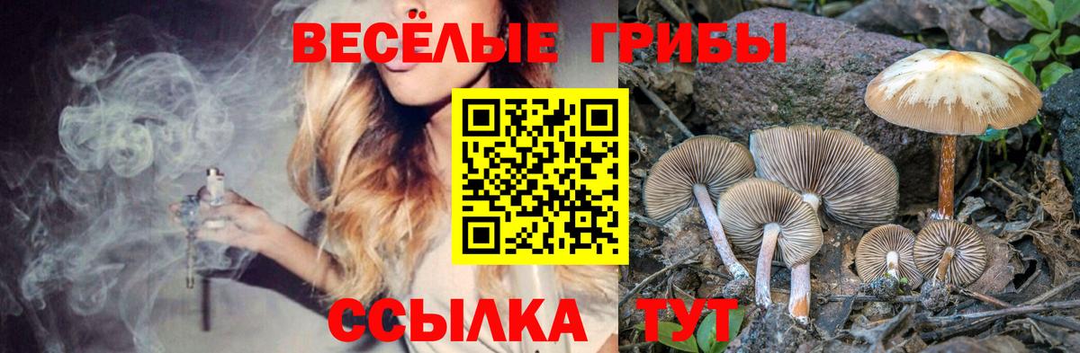 Артём  Псилоцибиновые грибы Psilocybe  Вход с VPN  Псилоцибиновые грибы Psilocybe 